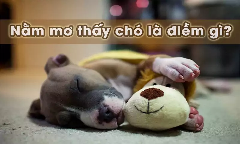 Cùng tìm hiểu ý nghĩa của các giấc mơ thấy chó