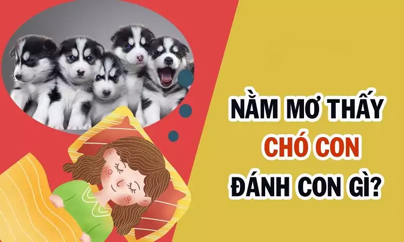 Tìm ra con số thích hợp khi mộng thấy chó