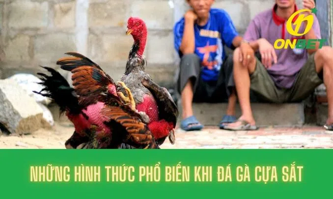 Những hình thức phổ biến khi đá gà cựa sắt